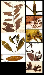 Image result for Gaertnera