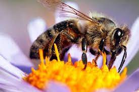 Cisneros recibe a funcionarios, militares y comerciantes criollo para tratar la organización de la convocatoria al cabildo. 20 De Mayo Dia Mundial De Las Abejas Por Que Se Celebra Ese Dia Abejas En La Agricultura