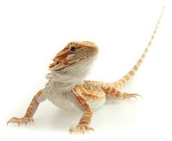 Basic Information Sheet Inland Bearded Dragon Lafebervet