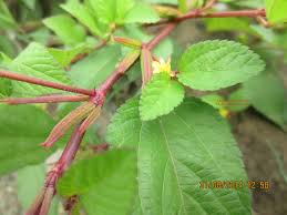 Image result for Corchorus aestuans