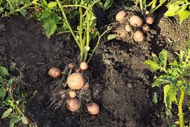 For clay soils, add compost to improve drainage and prevent waterlogged soils, which rot potatoes. How Long Does It Take To Grow A Potato Top Tips