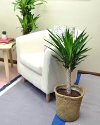 Find yucca plant in canada | visit kijiji classifieds to buy, sell, or trade almost anything! Costa Farms 24 Yucca Plant Floor Plant In A Wicker Rattan Basket For Outdoor Use Wayfair