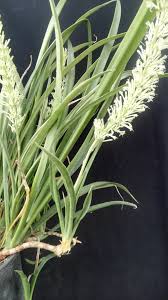 Image result for Sansevieria dooneri