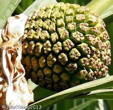 Image result for Pandanus utilis