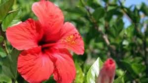 We did not find results for: Why Are My Hibiscus Leaves Turning Yellow The Reasons