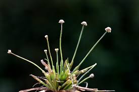 Image result for Eriocaulon buchananii