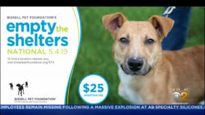 Adopting a pet means you need to commit to and take care of it for please note that the cat welfare society is not a shelter and we do not house any cats. Adopt A Pet Today With Empty The Shelters In The Chicago Area Cbs Chicago