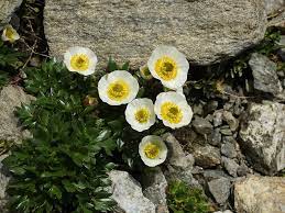 File Ranunculus Glacialis Habitus Jpg Wikipedia The Free Encyclopedia Ranunculus White Ranunculus Planting Flowers
