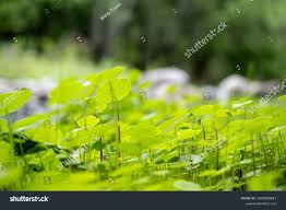 Image result for Hydrocotyle bonariensis