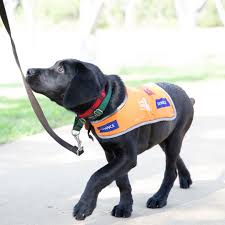 Uae national day in 2021 Guide Dogs Australia International Guide Dog Day 2021 Facebook