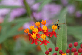 Image result for Asclepias curassavica