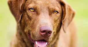 We did not find results for: Chesapeake Bay Retriever Dog Breed Information Center