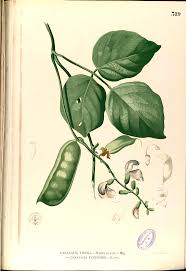 Image result for Canavalia cathartica