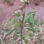 Image result for Exacum oldenlandioides