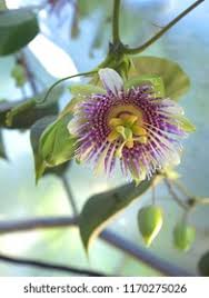 Image result for Passiflora ligularis