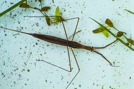 Image result for Nesaea linearis