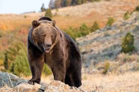 The mexican grizzly bear is the smallest known grizzly bear species. Grizzly Bear Description Habitat Facts Britannica