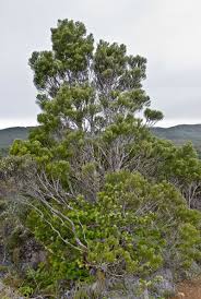 Image result for Kraussia kirkii