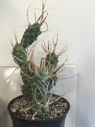 Best places to plunge into shopping in london. New Cactus Shop Searching For The Prick In London Michael Perry Mr Plant Geek
