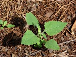 Image result for Sigesbeckia orientalis