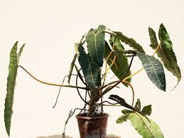 Philodendron Billietiae Araceae Philodendron Plants House Plants
