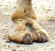The camel, though it chews the cud, does. Camelidae Wikipedia