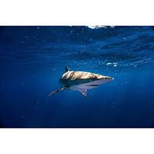 Dalam postingan ini saya ingin share atau berbagi sebuah template powerpoint desainer grafis akan mampu membuat logo desain majalah surat kabar rambu desain kemasan produk paket. Had Such A Blast With This Little Silky Shark Today He Was Definitely Posing By Nickhulme Headhunterspearfishing Headhun Silky Shark Shark Save The Sharks