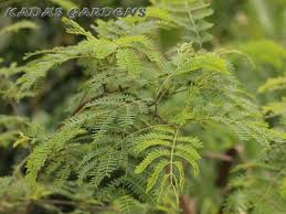 Image result for Leucaena