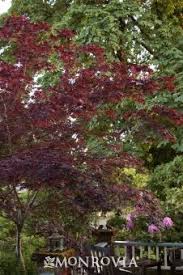 Eastern red cedar grows in dry fields or wetlands in the. 16 Best Popular Michigan Trees Ideas Michigan Trees Plant Catalogs Monrovia Plants