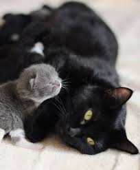 Kedi Anne Ile Yavru Evcil Hayvanlar Sevimli Kediler Hayvan