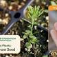 Propagating California Native Plants from Seed