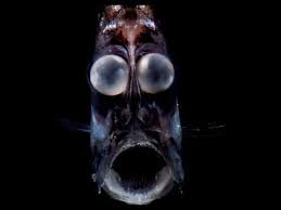 Rarest Animal In The World You Ve Probably Never Seen Before Deep Sea Creatures Sea Creatures Sea