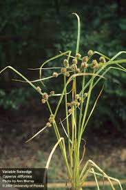 Image result for Cyperus mollipes