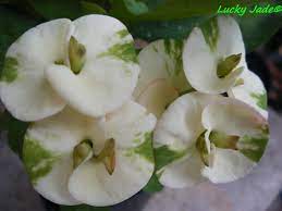 Rare Euphorbia Milii Crown Of Thorns Lucky Jade Etsy Crown Of Thorns Euphorbia Euphorbia Milii