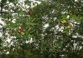 Image result for Stadmannia oppositifolia