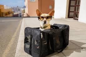 With our our pet relocation services, we will take a lot of stress off you! You Might Want To Try Pet Relocation Services For Your Next Move
