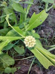 Image result for Sphaeranthus africanus