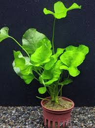 Image result for Nymphoides senegalensis