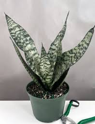 Image result for Sansevieria