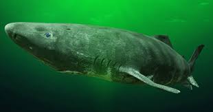 Der grönlandhai, auch eishai genannt, kann bis zu 500 jahre alt werden. Faktencheck Werden Diese Haie Mehr Als 400 Jahre Alt