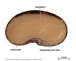 Image result for Ptycholobium plicatum