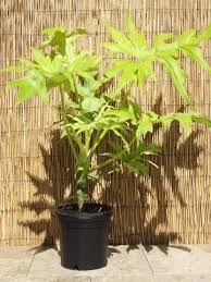 Xl Philodendron Warscewiczii Aurea Flavum Plant In 6 Pot Plants Philodendron Philodendron Monstera