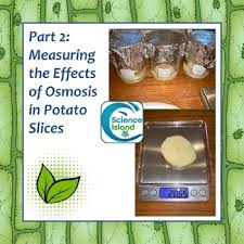 Examples of diffusion in living organisms. Osmosis Lab Observing The Effects Of Osmosis In Plant Cells By Science Island