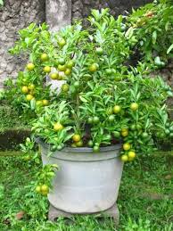 Contoh taman samping rumah cantik tips desain taman samping tempat tinggal. Sinox Nursery Petani Jeruk Lemon Tanpa Biji Panduan Menanam Bibit Jeruk Nipis