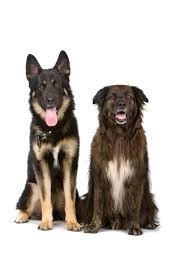 They are very warm & fluffy and are real cuddle butts. Border Collie Mix Mischling Mybordercollie De