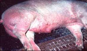 În urma eliminării şi neutralizării animalelor din exploataţiile afectate, proprietarii vor fi despăgubiţi de către stat, în condiţiile prevăzute de lege. IalomiÅ£a Pesta PorcinÄƒ AfricanÄƒ ConfirmatÄƒ In DouÄƒ GospodÄƒrii Din Comuna Giurgeni Europa Fm