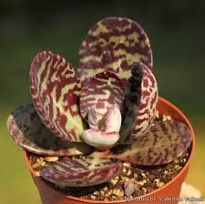 Image result for Kalanchoe humilis