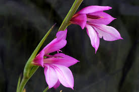 Image result for Afrosolen coeruleus