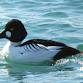Birding Around Lake Doré event image