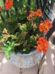 Pin On Gardening